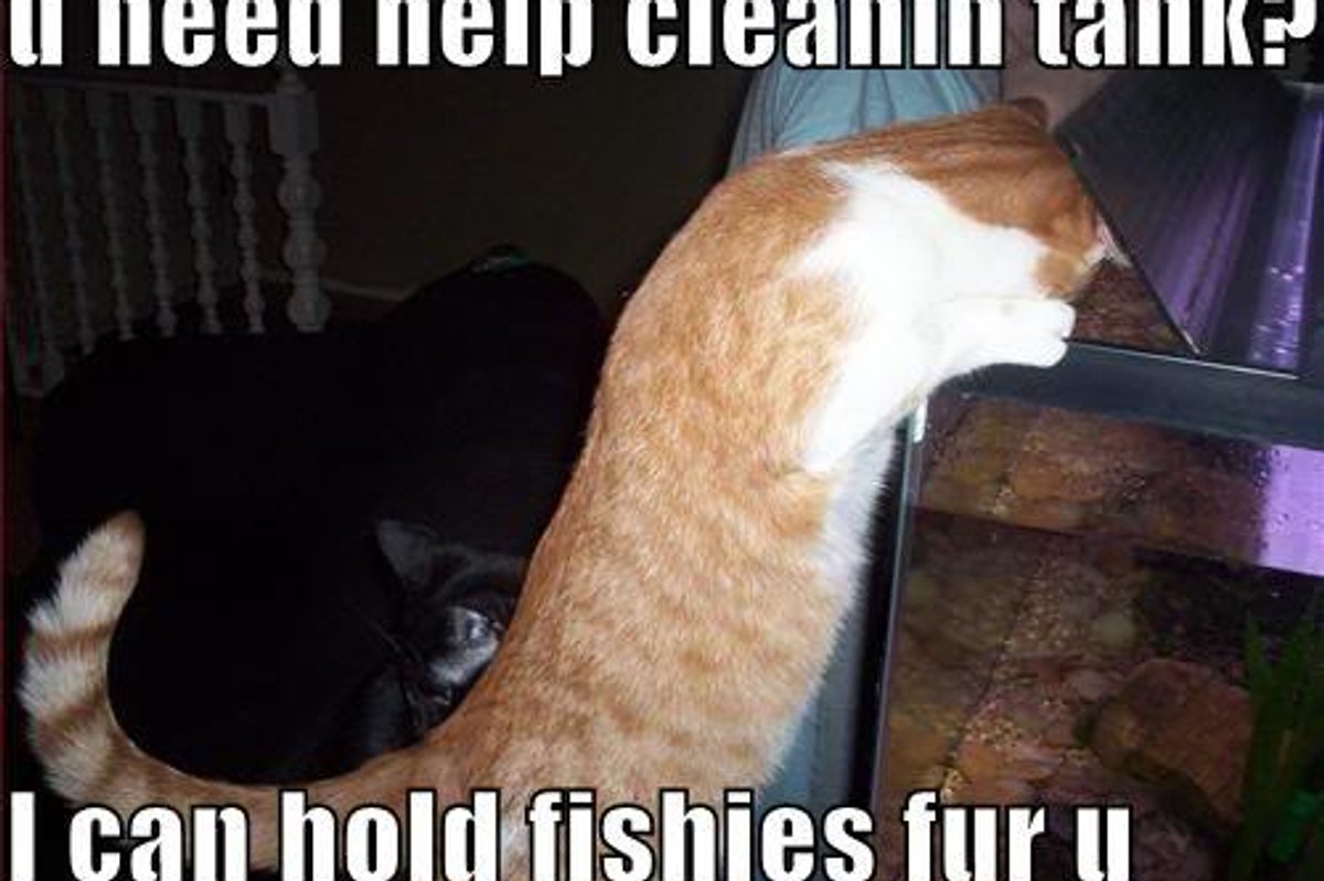 Cats and Fish