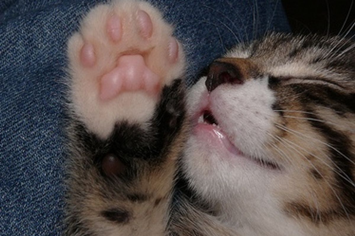 Help Cities Across California Embrace Ban on Declawing