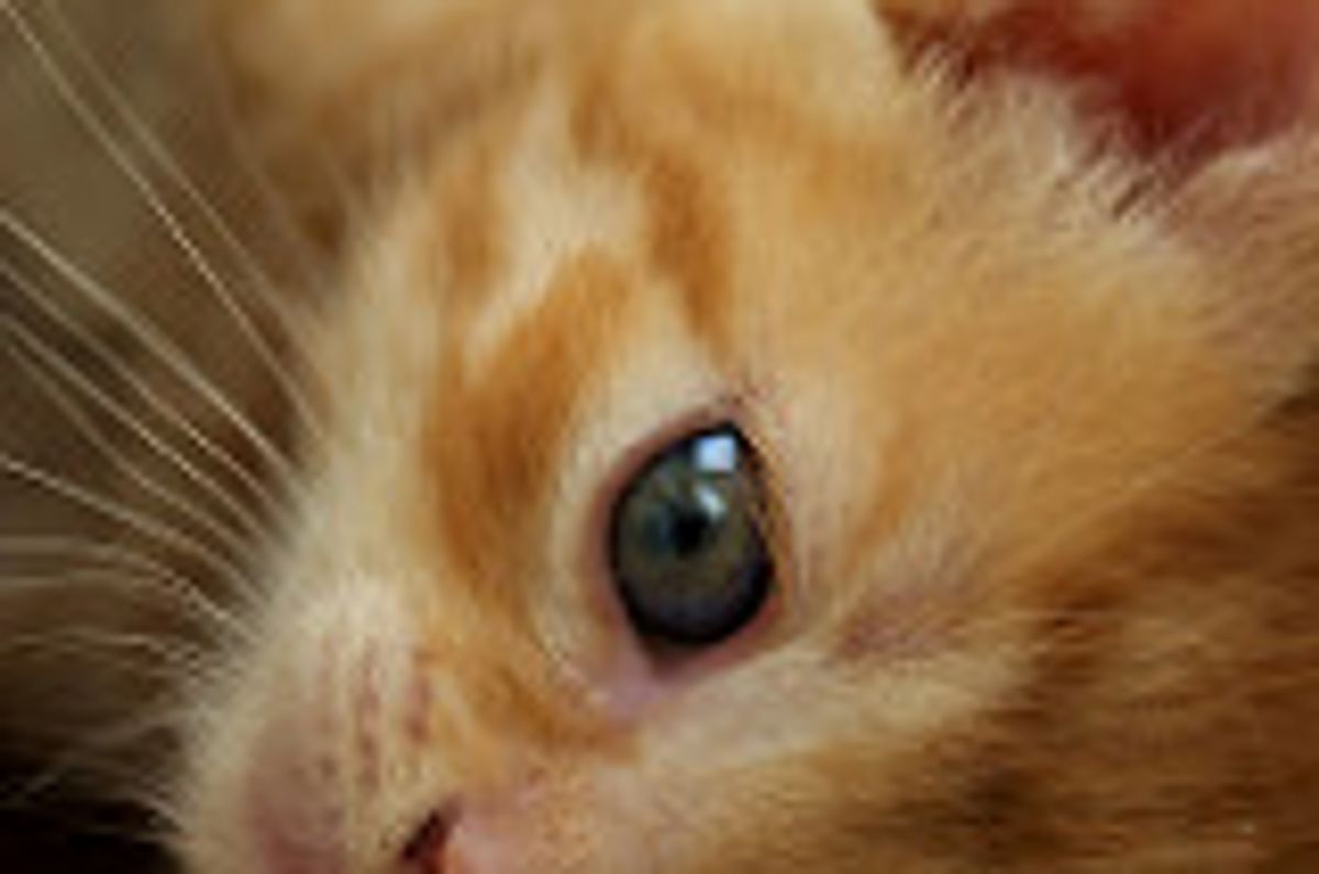 Cat Catches H1N1 Swine Flu Confirmed