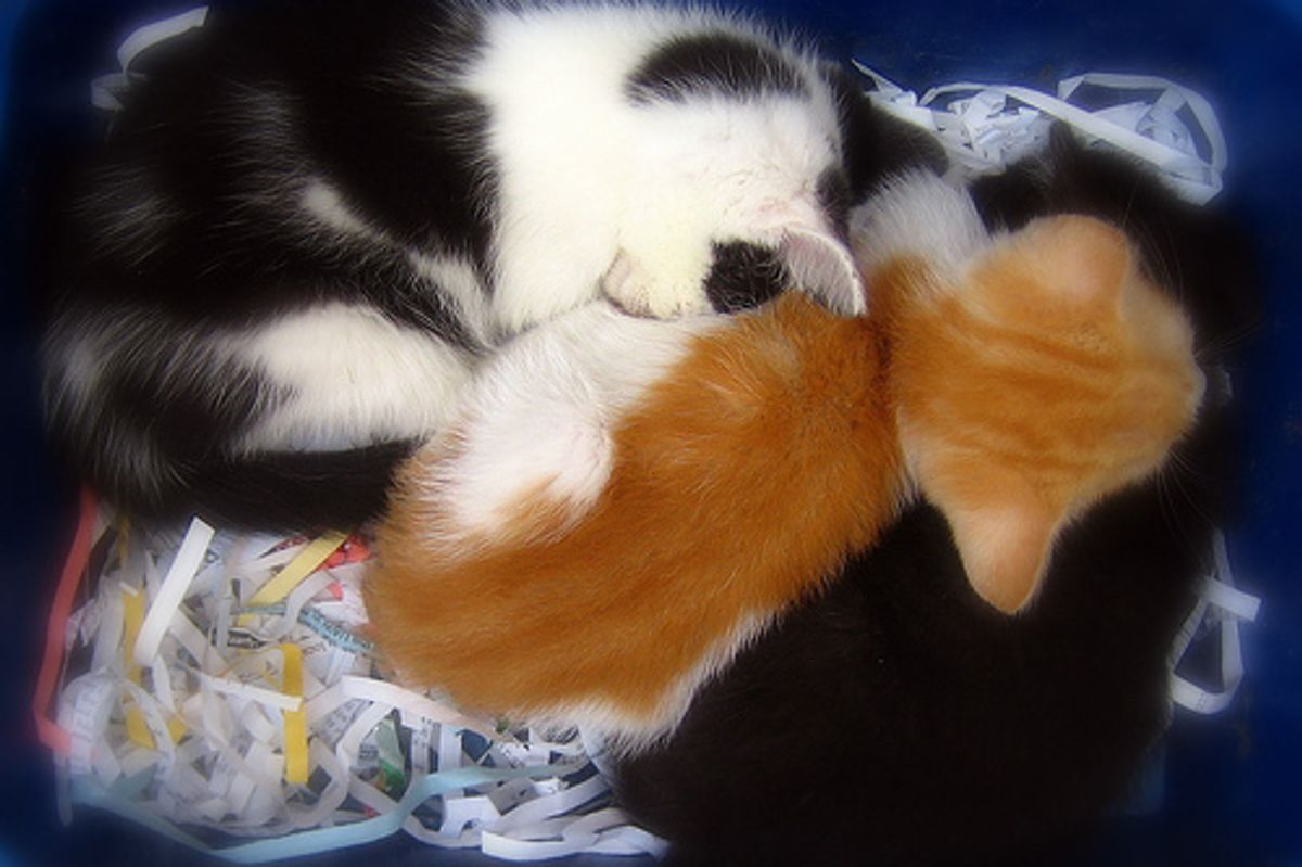 License Required to Own More than Three Cats in Dudley MA