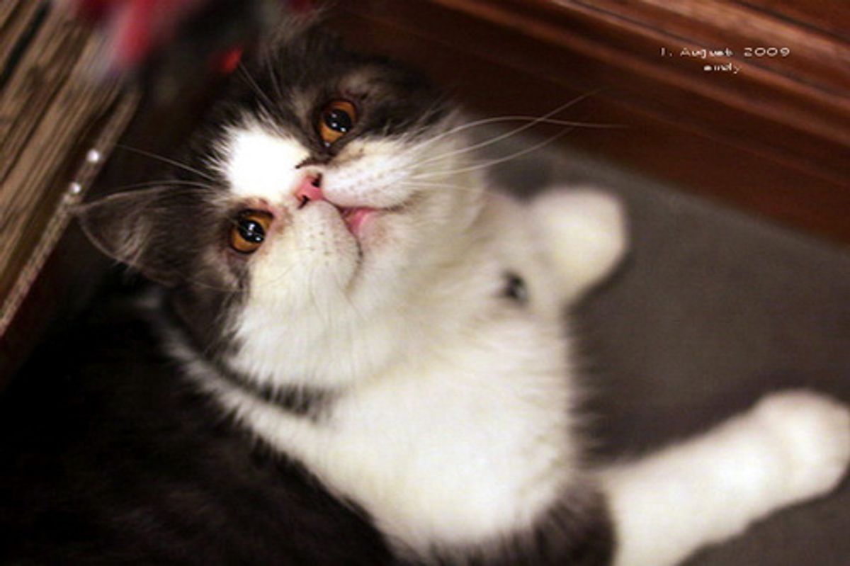 Does Your Cat Food Contain Corn as a Primary Ingredient