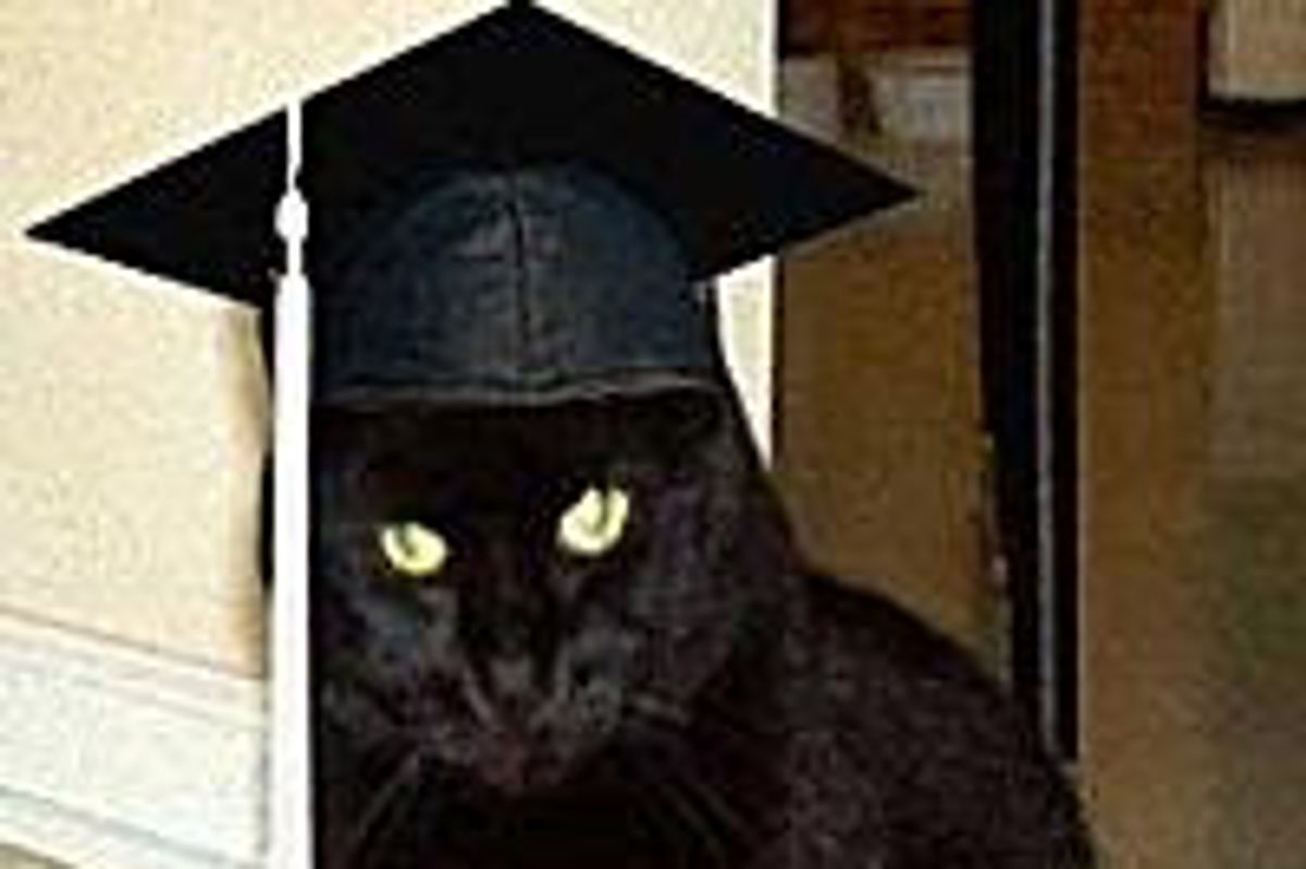 Cats Earned a Diploma or Became a Licensed Professional