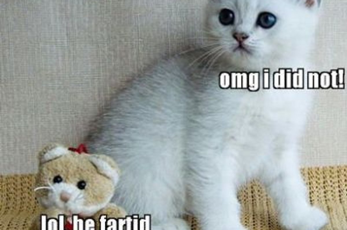 Lolcat Kitten Edition