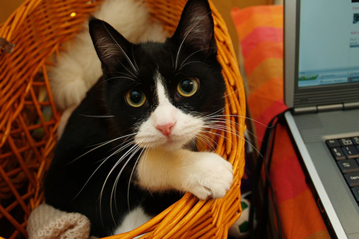 Cute Tuxedo Kittens Videos