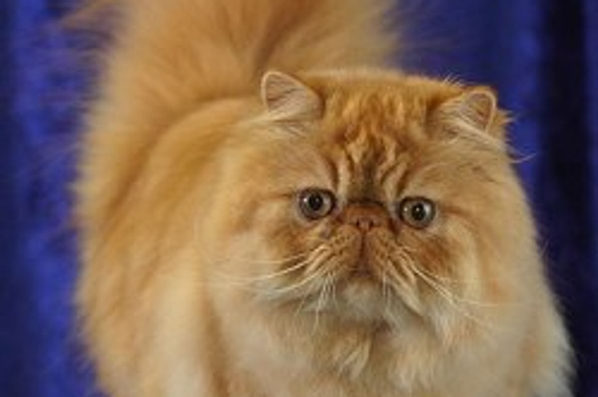 How to Control Your Cats Weight