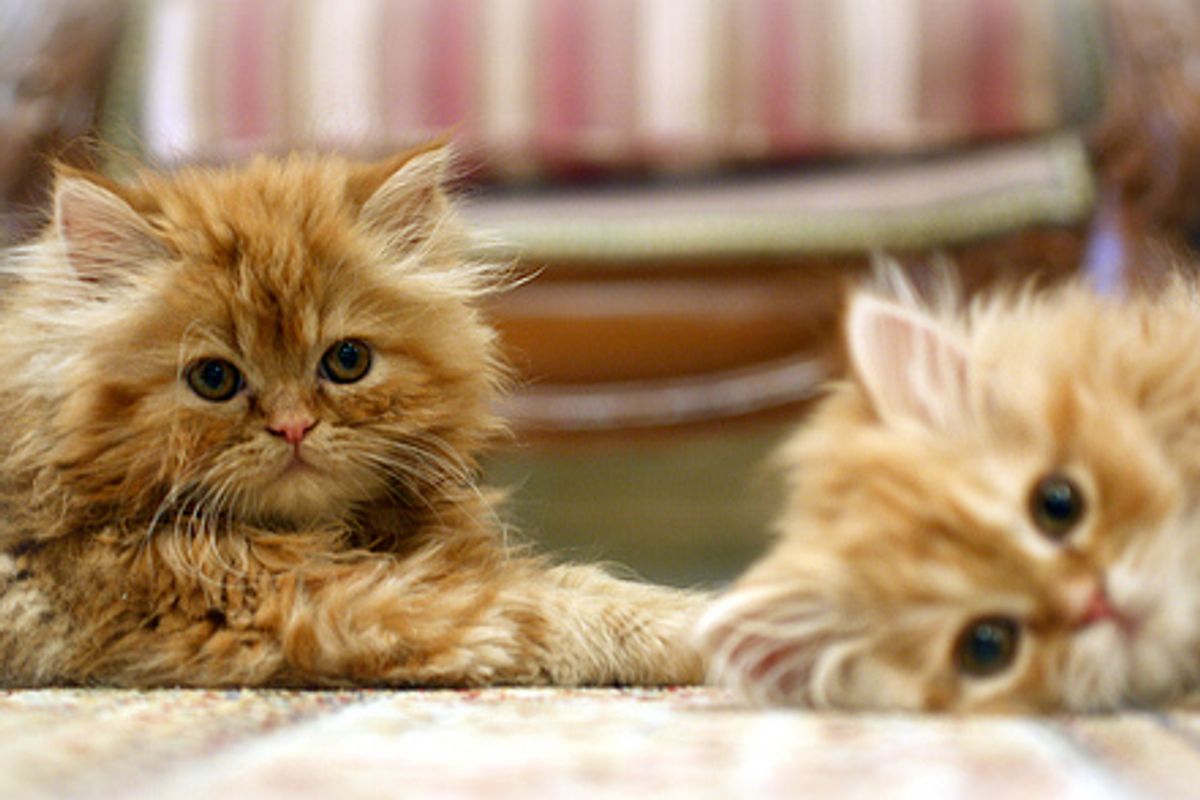 Why Do Cats Spray How to Stop it