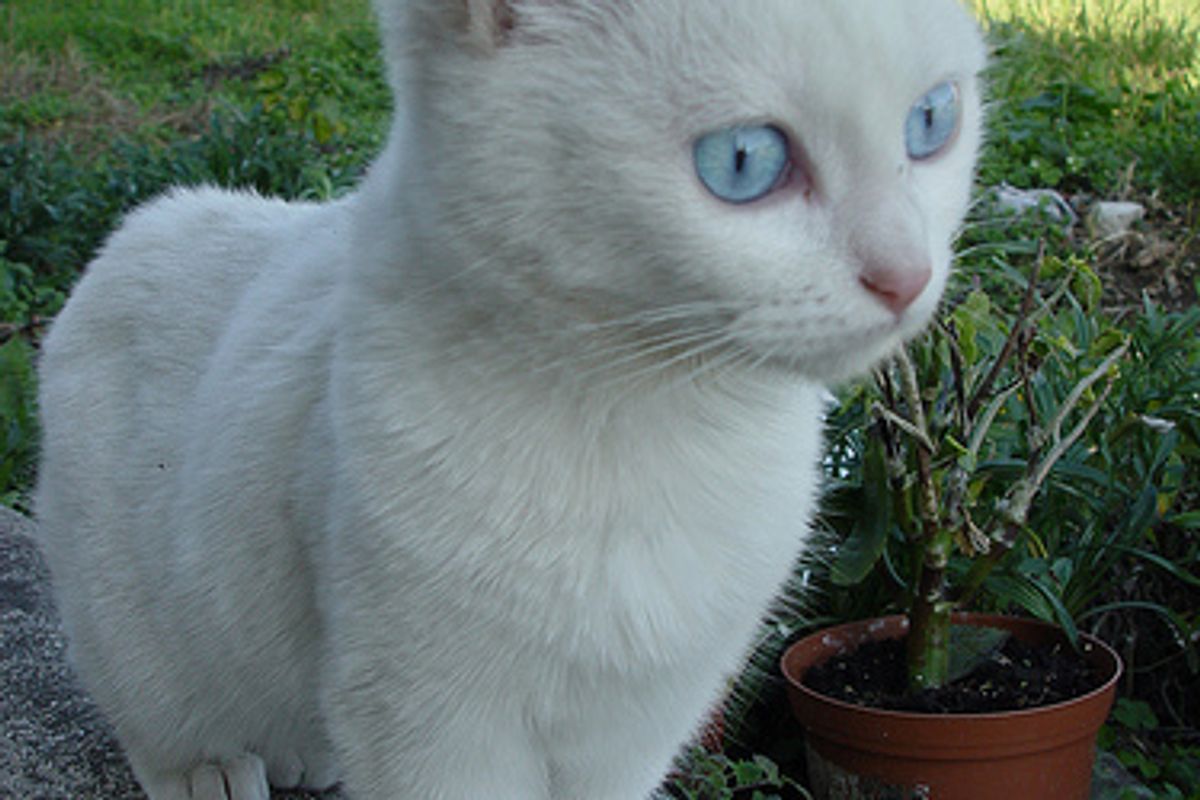 Is My Cat Unhappy How to Tell if My Cat is Stressed