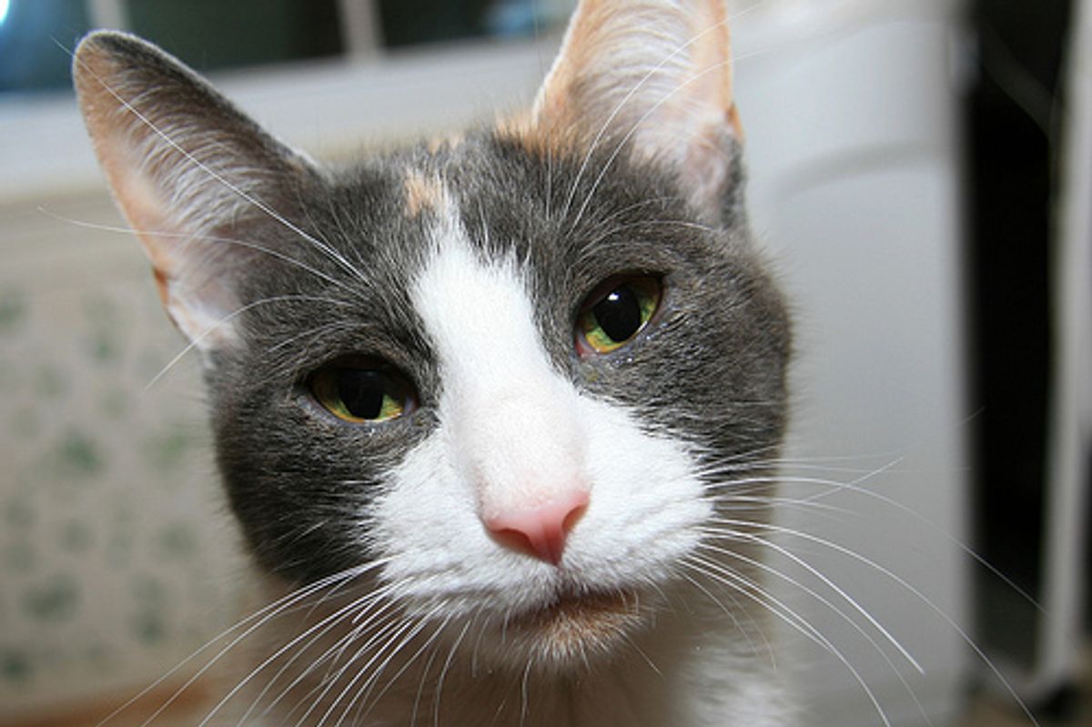 Help! Cat Music Video