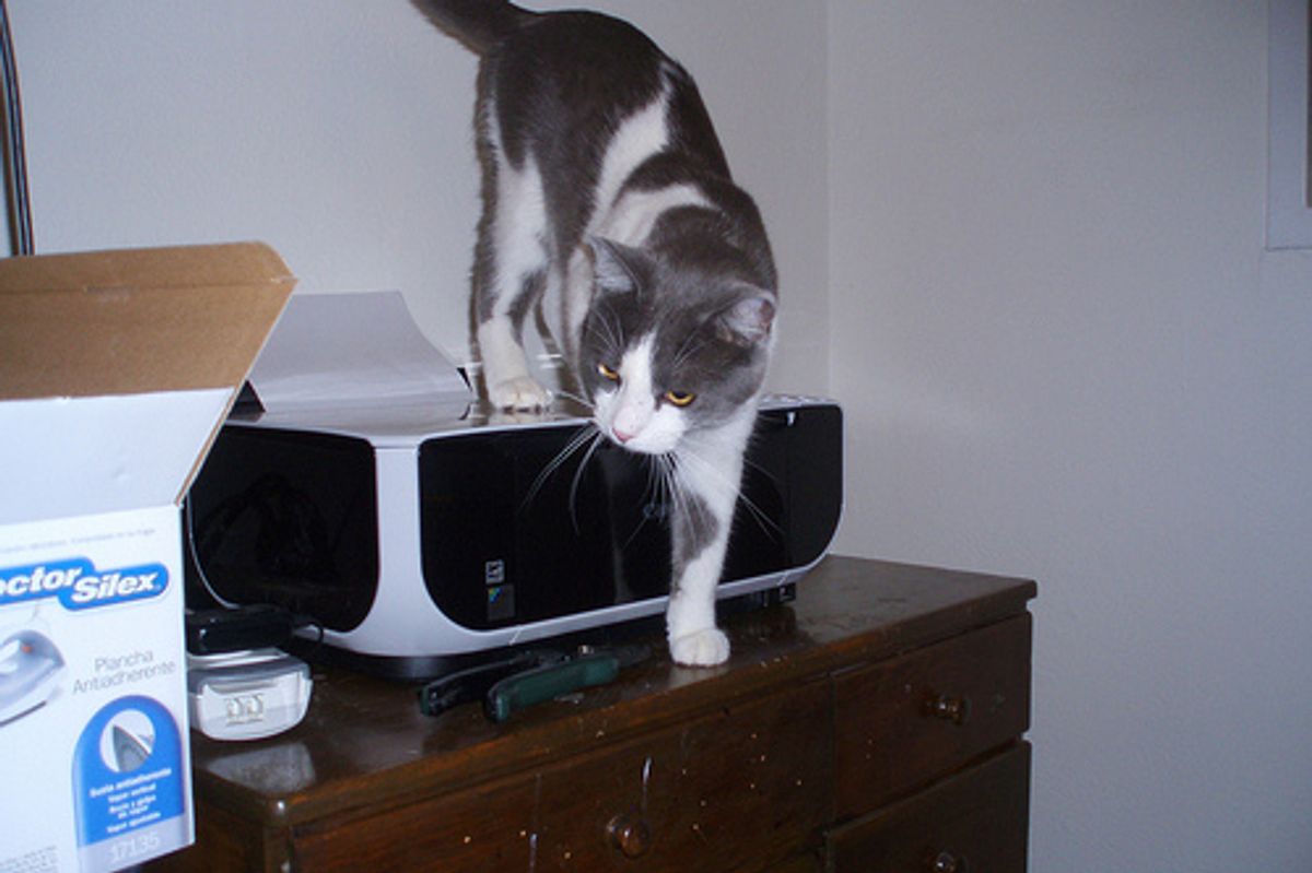 My Cat Attacks Printer and CD Player