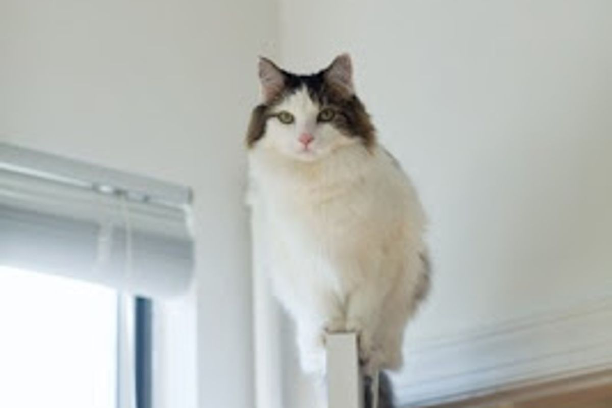 Cat Performs Incredible Feat of Agility