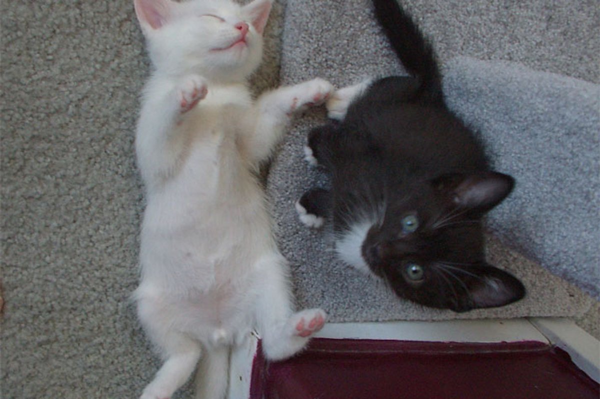 Cat Pictures for Cat Lovers