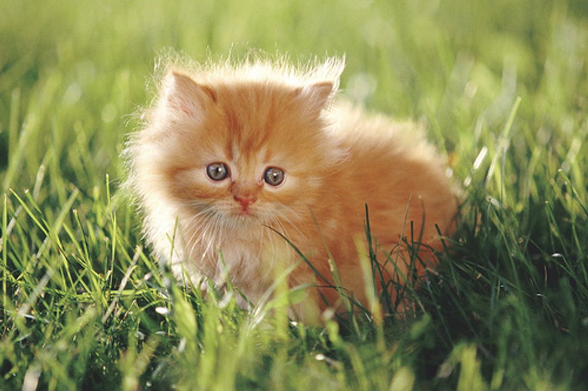 Siamese Cat Steals Food Video