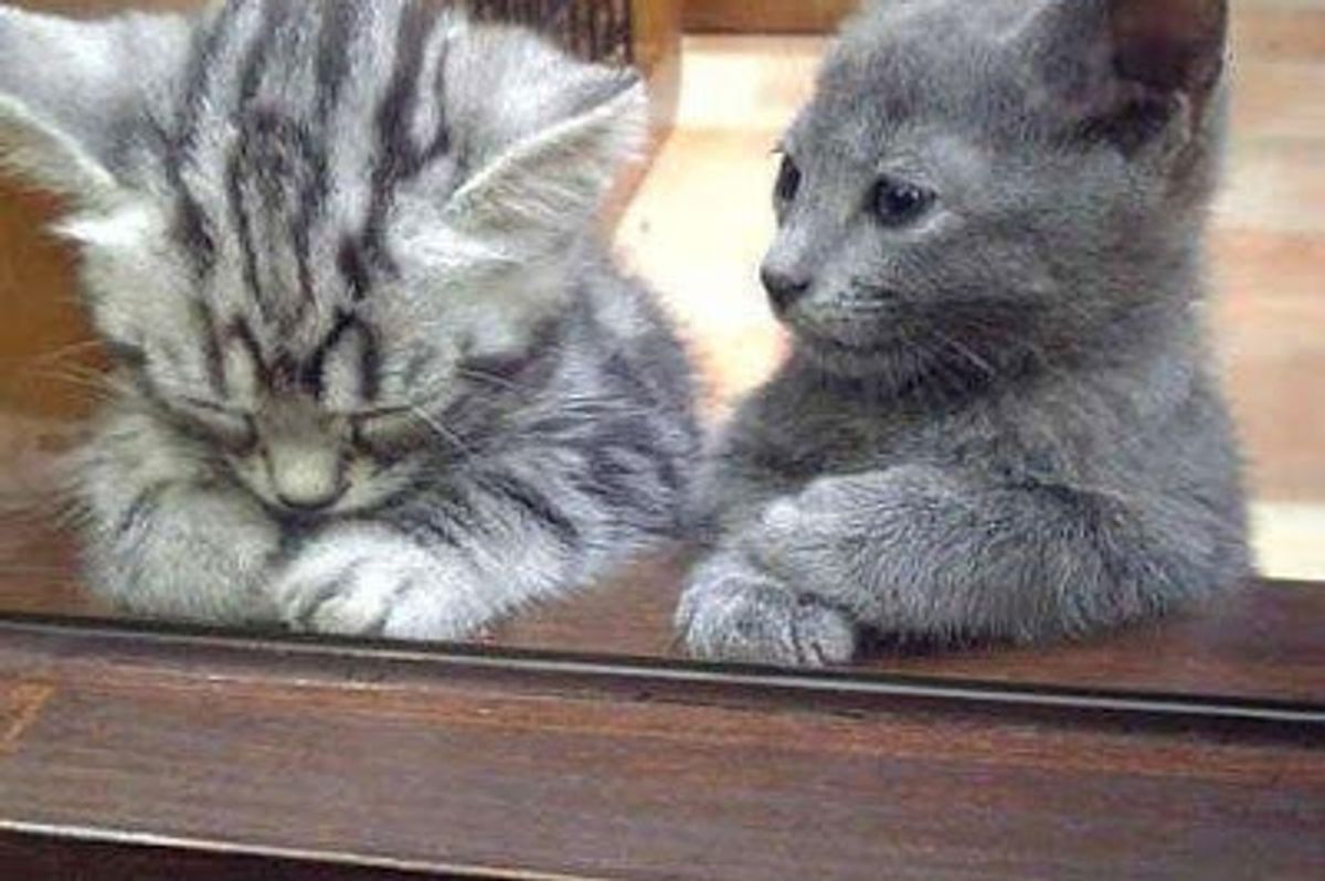 Separation Anxiety in Cats