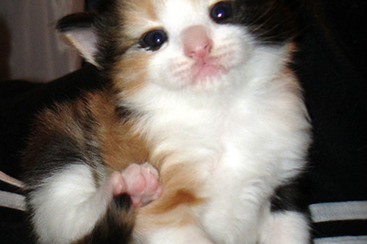 Cats Love Hair Dryers Videos