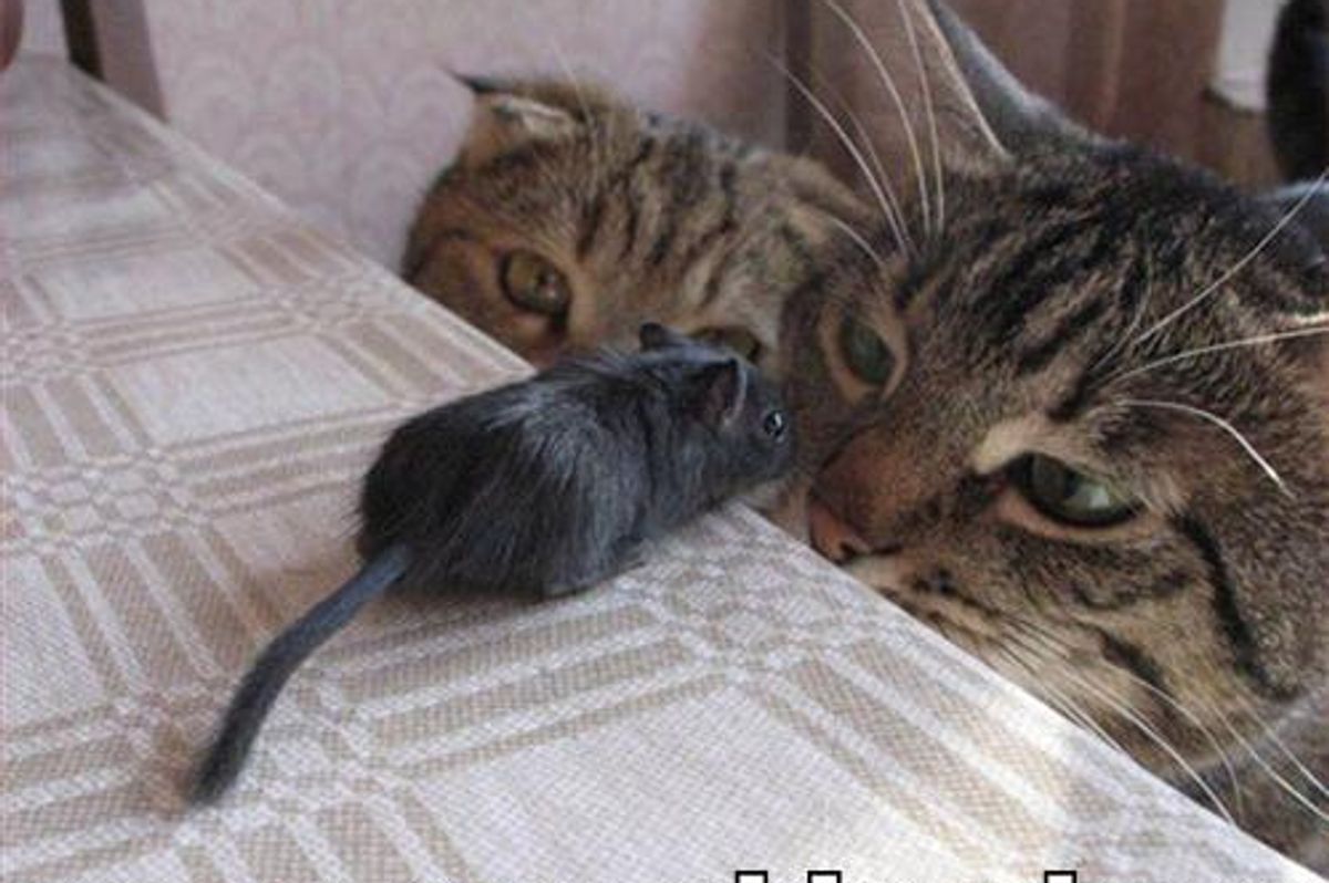 Cat Loves Mouse Video