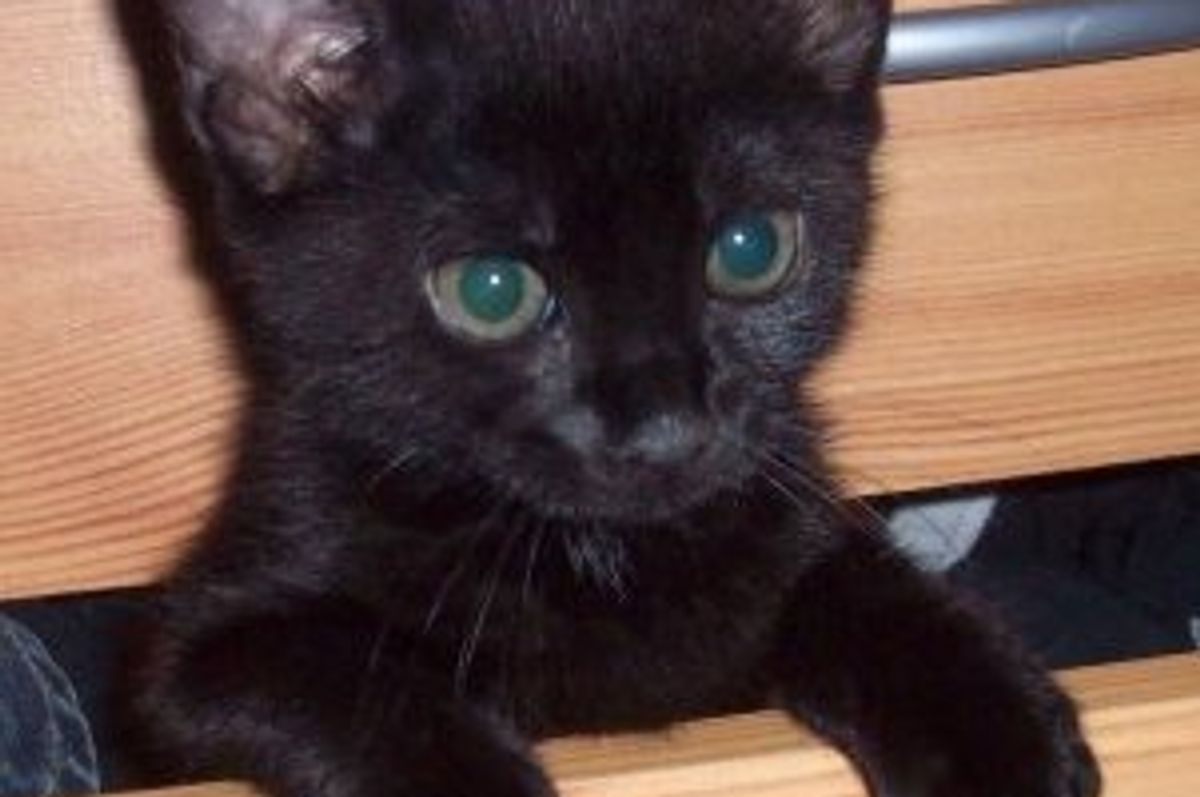 Pet a Black Cat for Good Luck Today