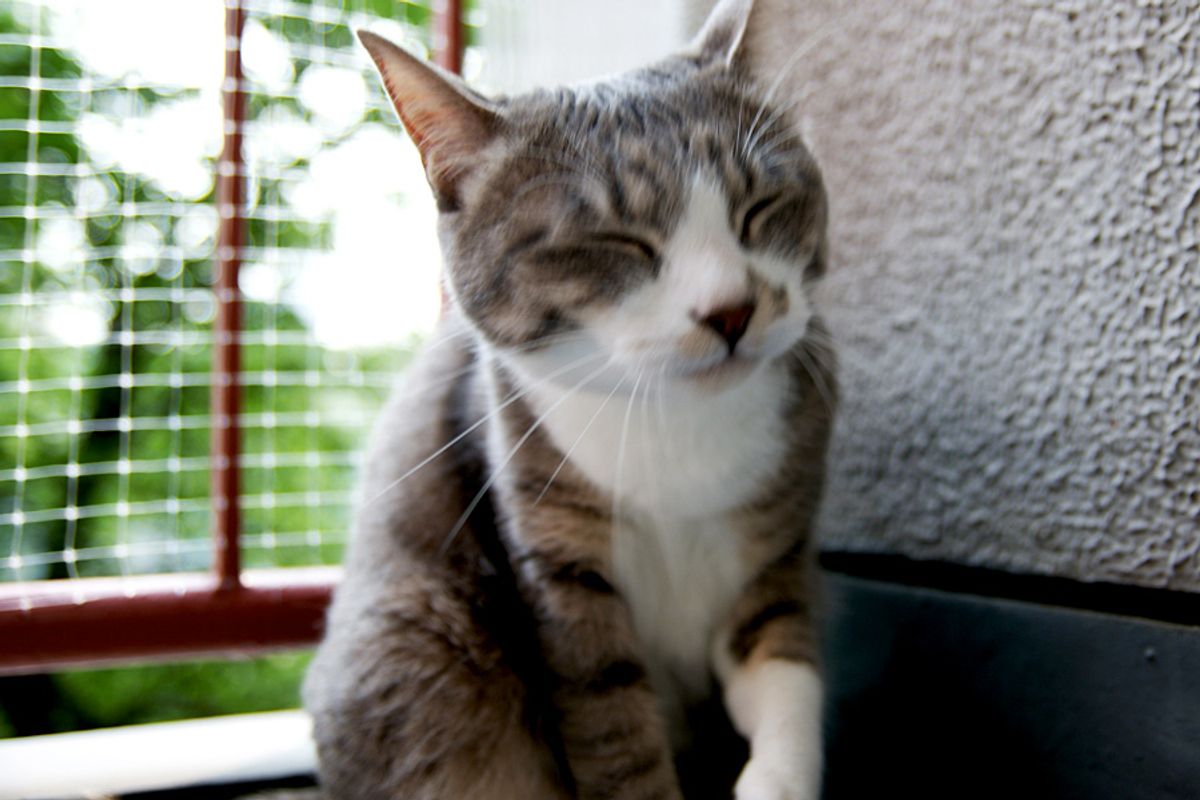 Stalking Kitten Cat Video