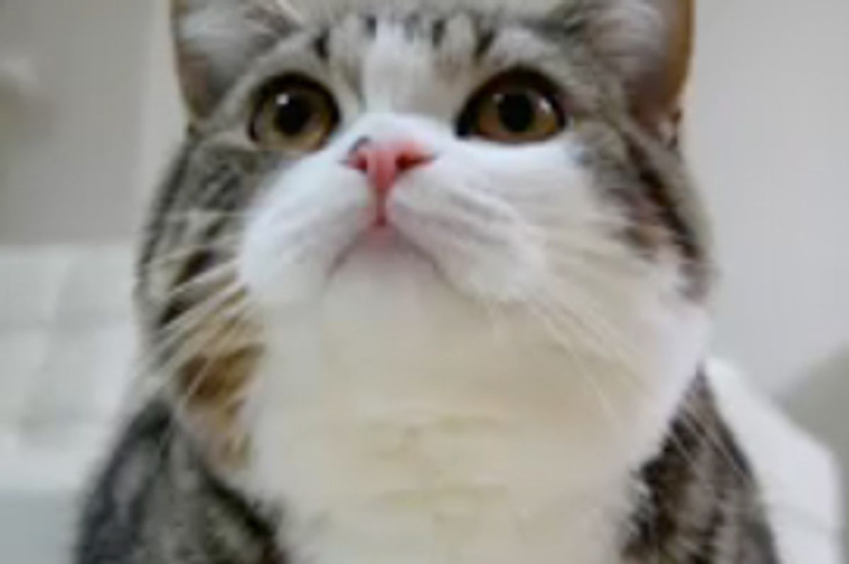 Maru and Recycling Bin Cat Video