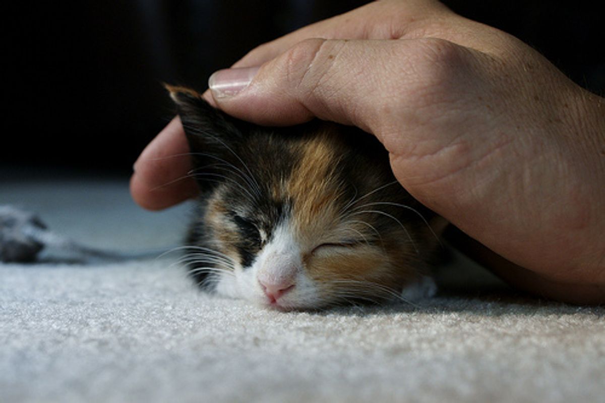 How to Help Your Cats Cope with Loud Thunder and Fireworks