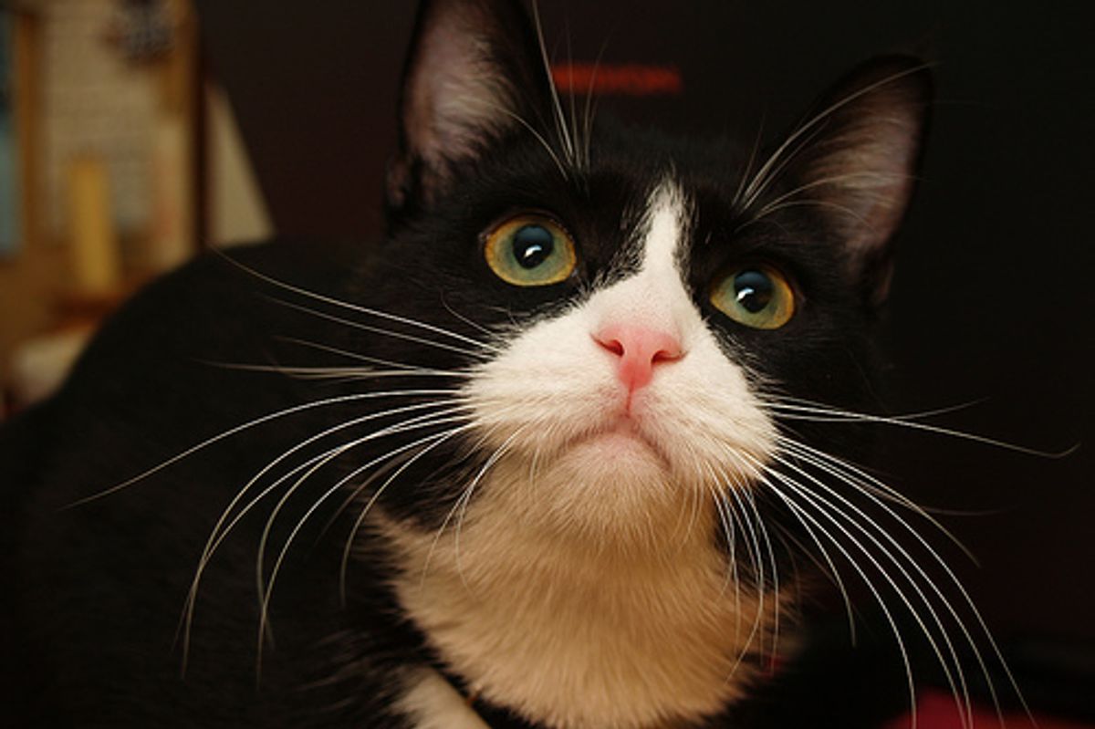 Tuxedo Kittens Twin Cat Video