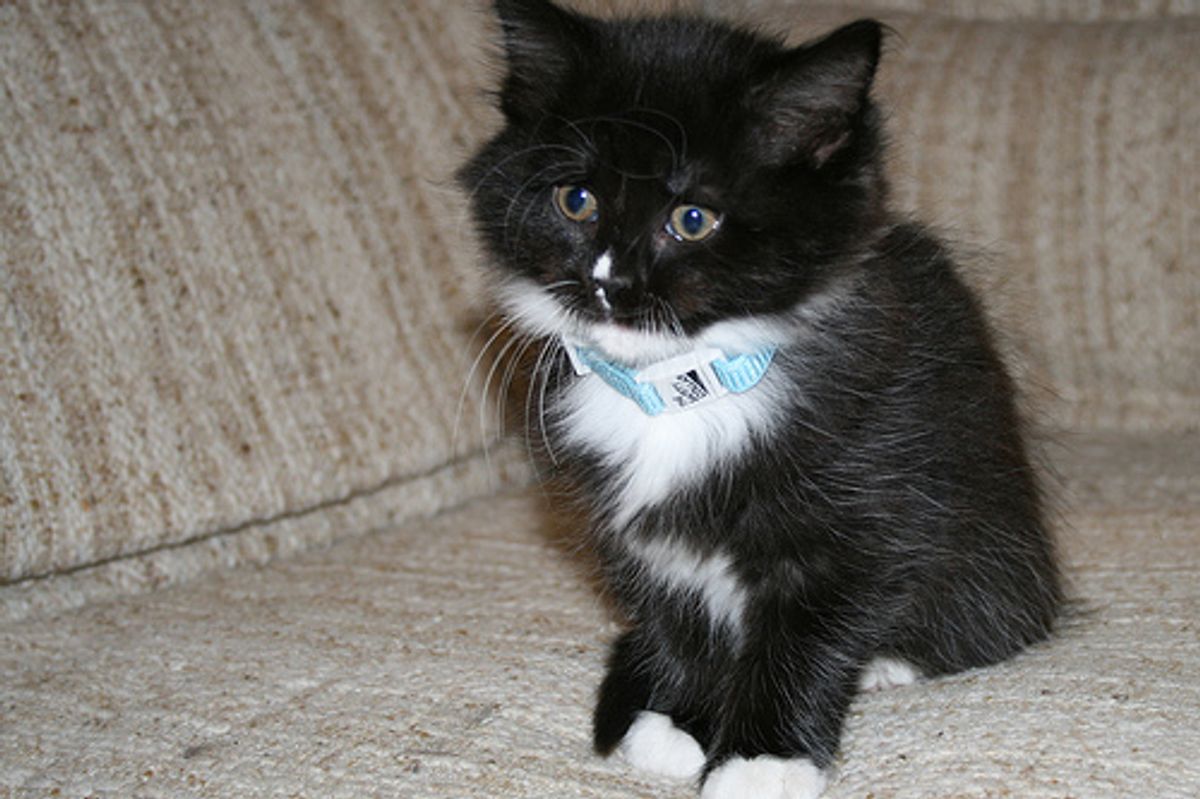 Abused Kitten Saved by Police