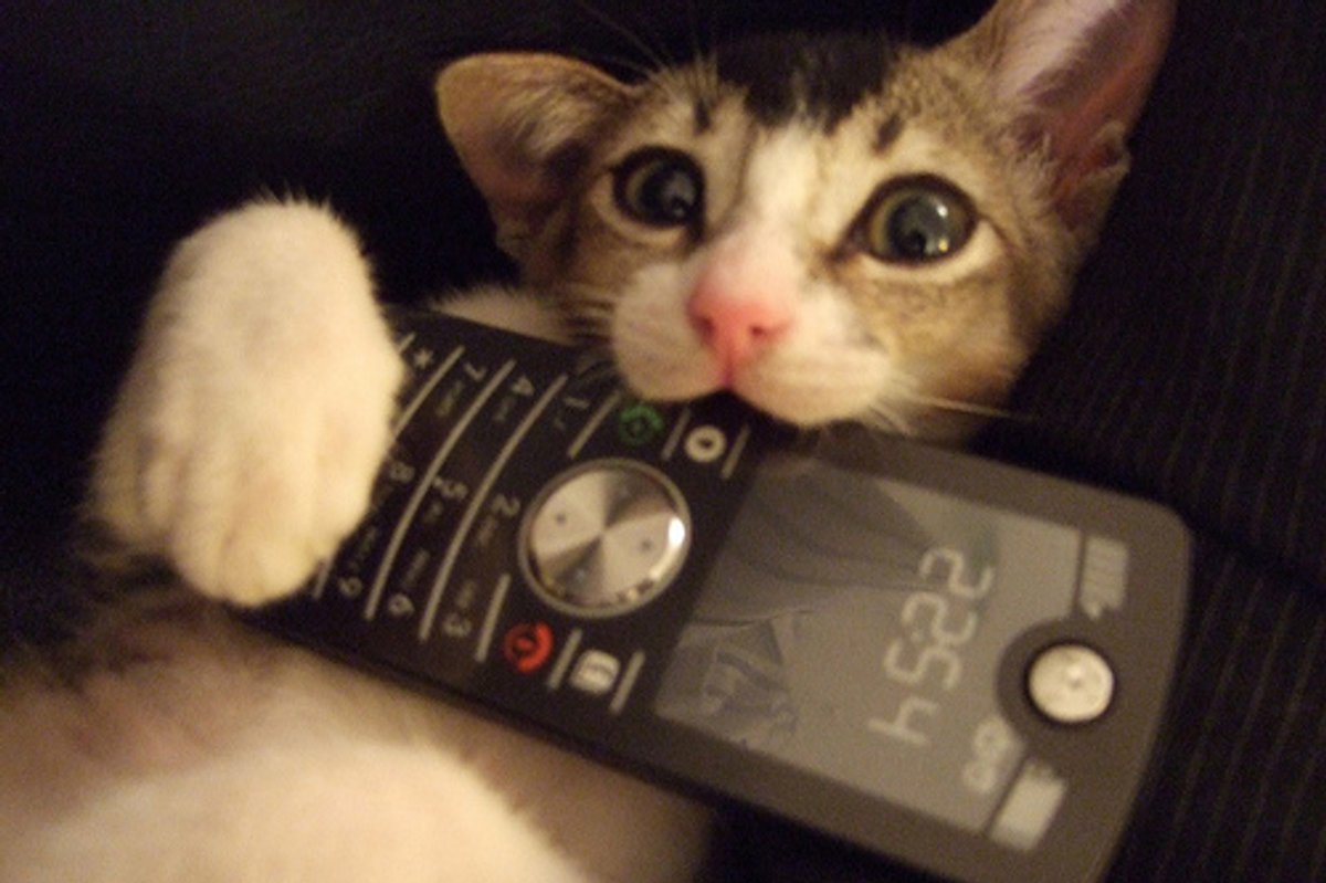 Cat Answers Phone Video