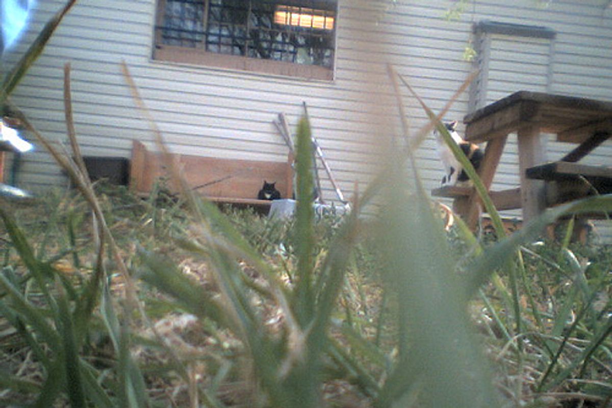 What do Your Home alone Cats do all Day