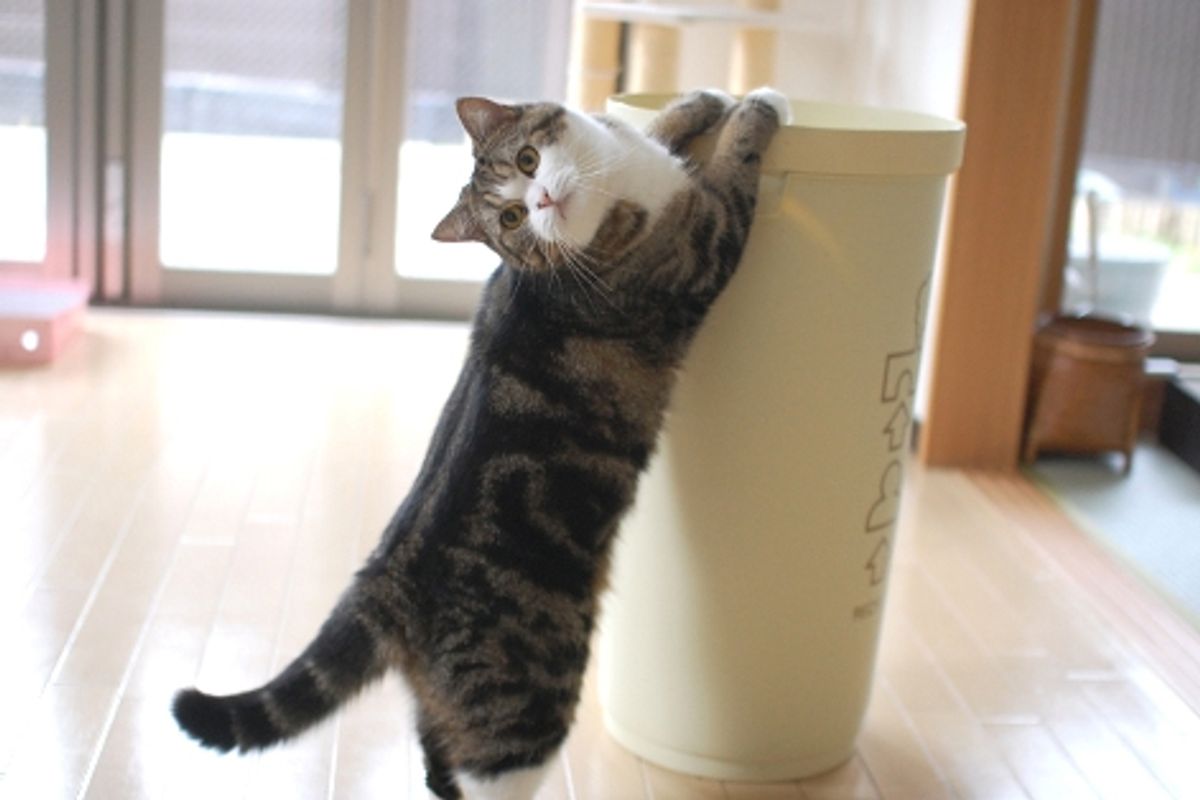 Maru Jumping In and Out Video