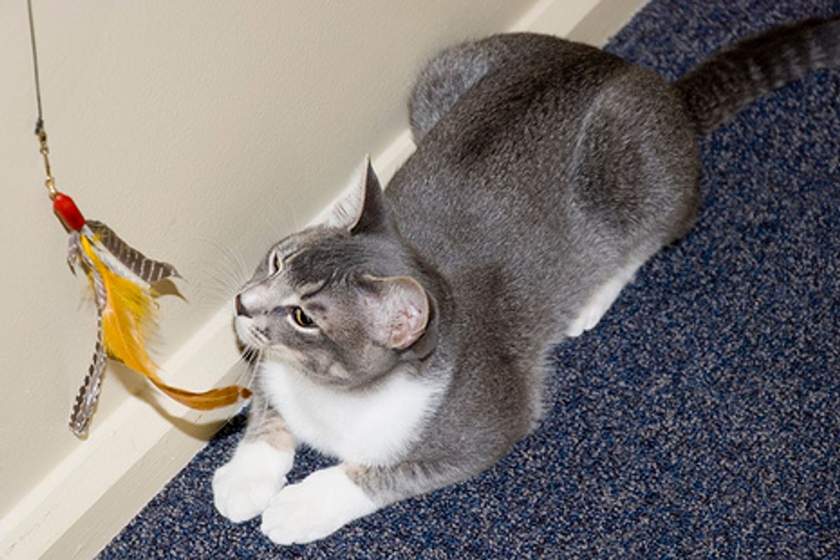 FroliCat Bolt and Da Bird Review
