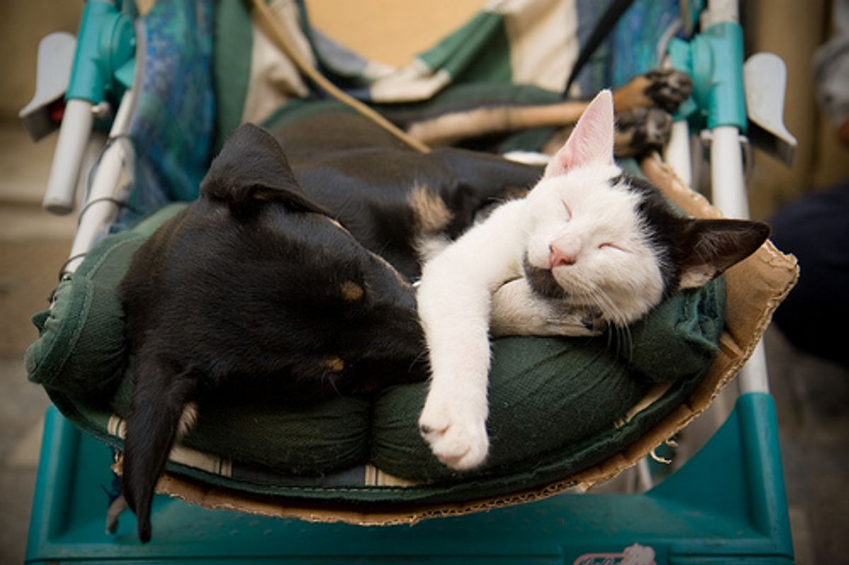Kitten Adores Doggie Video