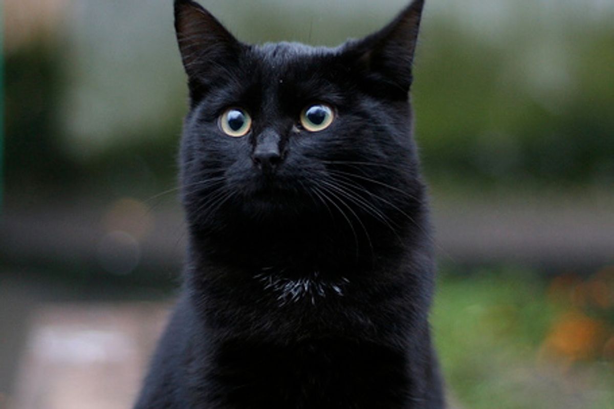 Affectionate Kitten Clings to Police Officer Video