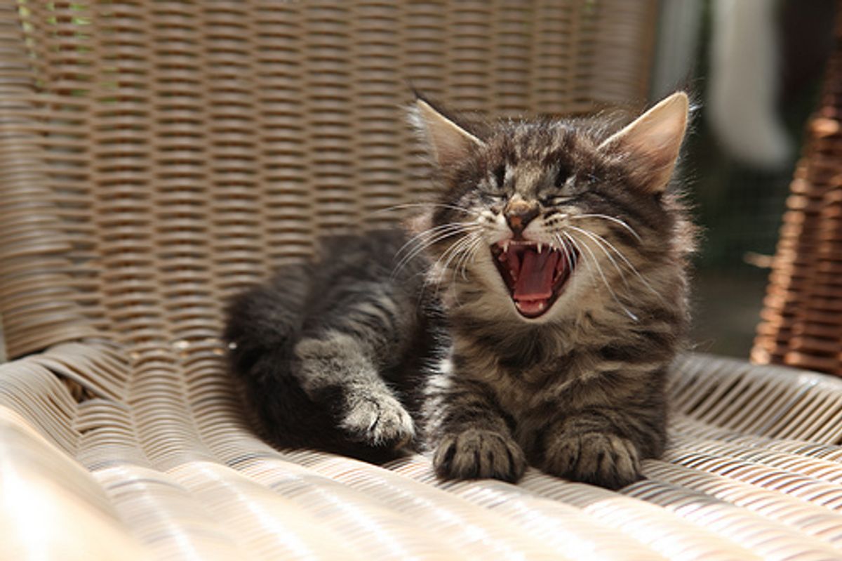 Love Meow Holiday Card Giveaway Winners