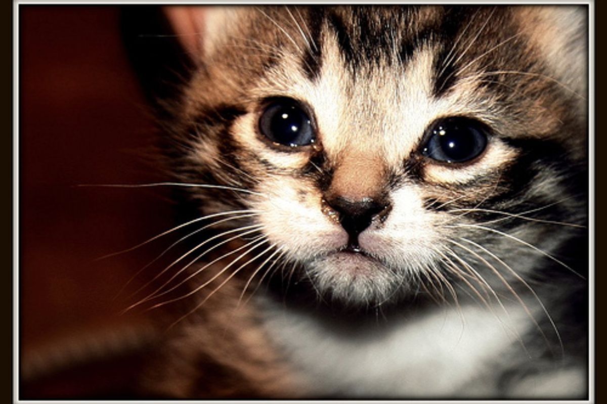 Indoor Cat Left Outside by Owner for a Month