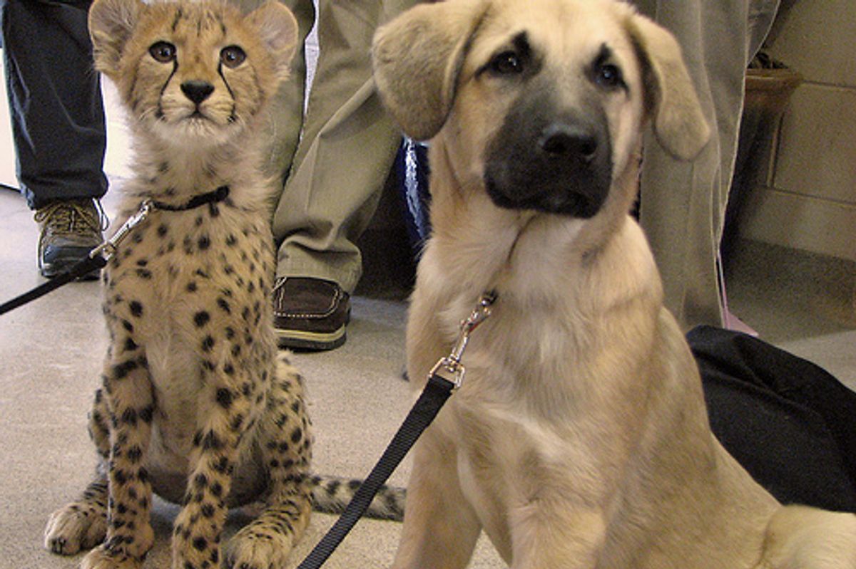 Cheetah and Pup Best Friends