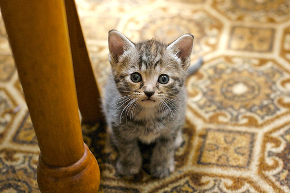 Third Case of H1N1 Swine Flu First Cat Fatality