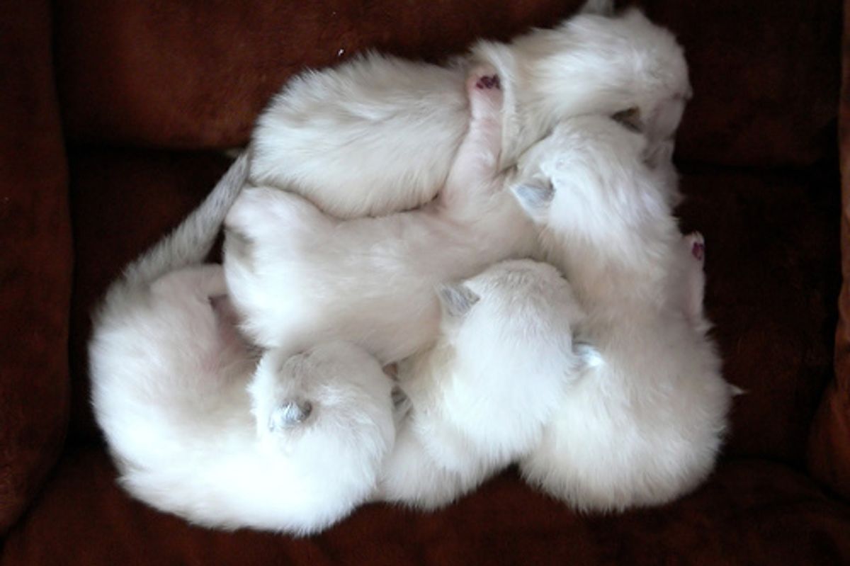 How to Care for a Traumatized Orphan Kitten