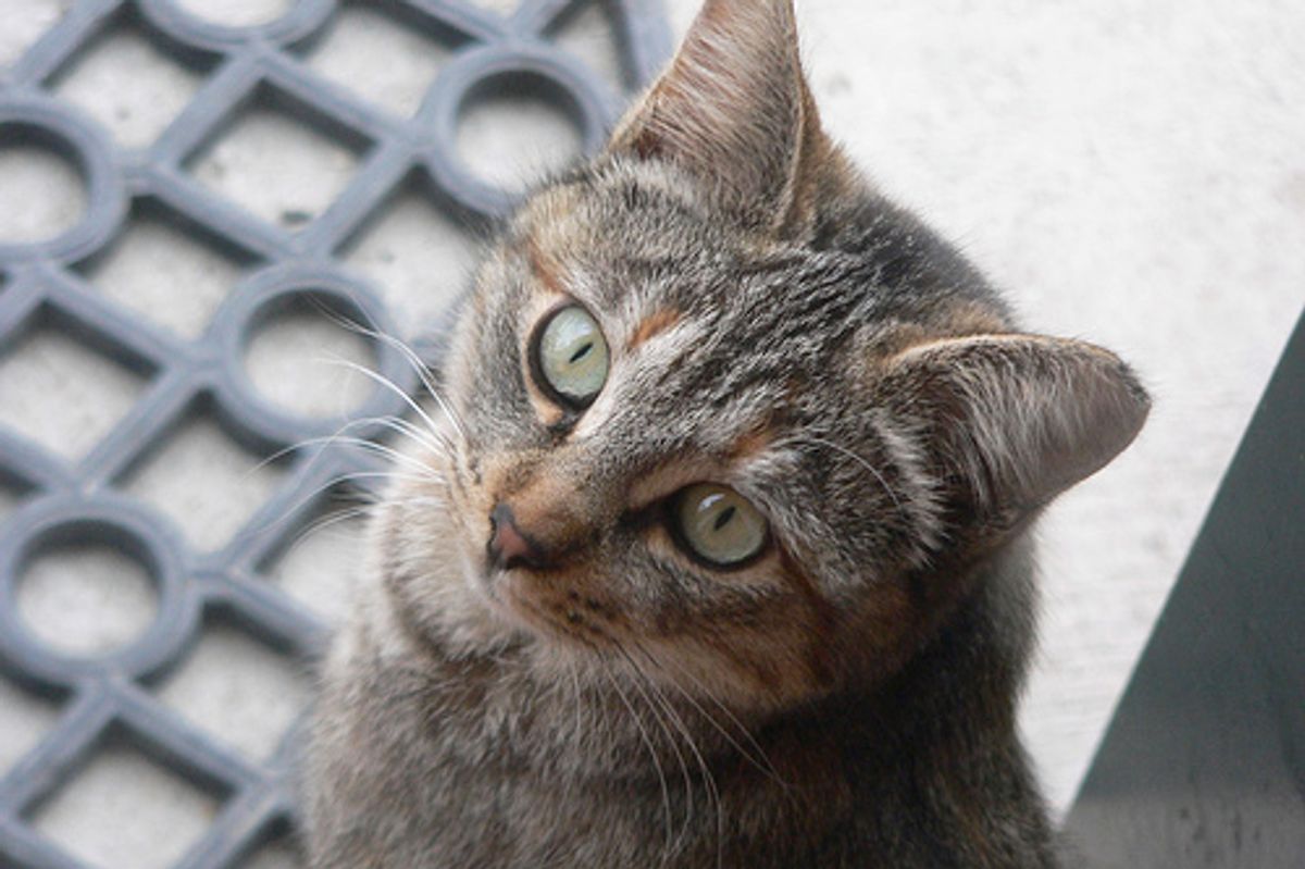 Cat Recovers from Severe Burns