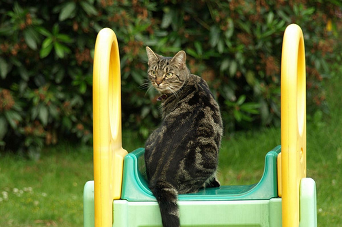 Kittens Playing on a Slide Video