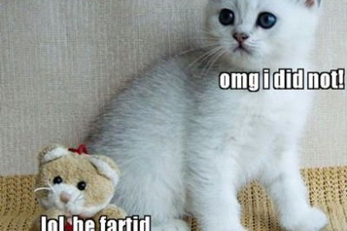Do Cats Fart