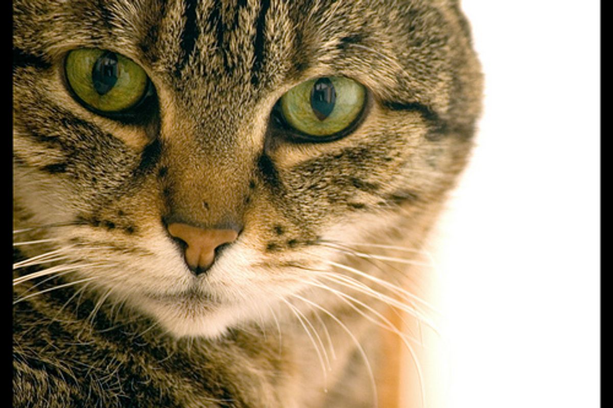 Cat Can Walk Again Thanks to Her Wheelchair