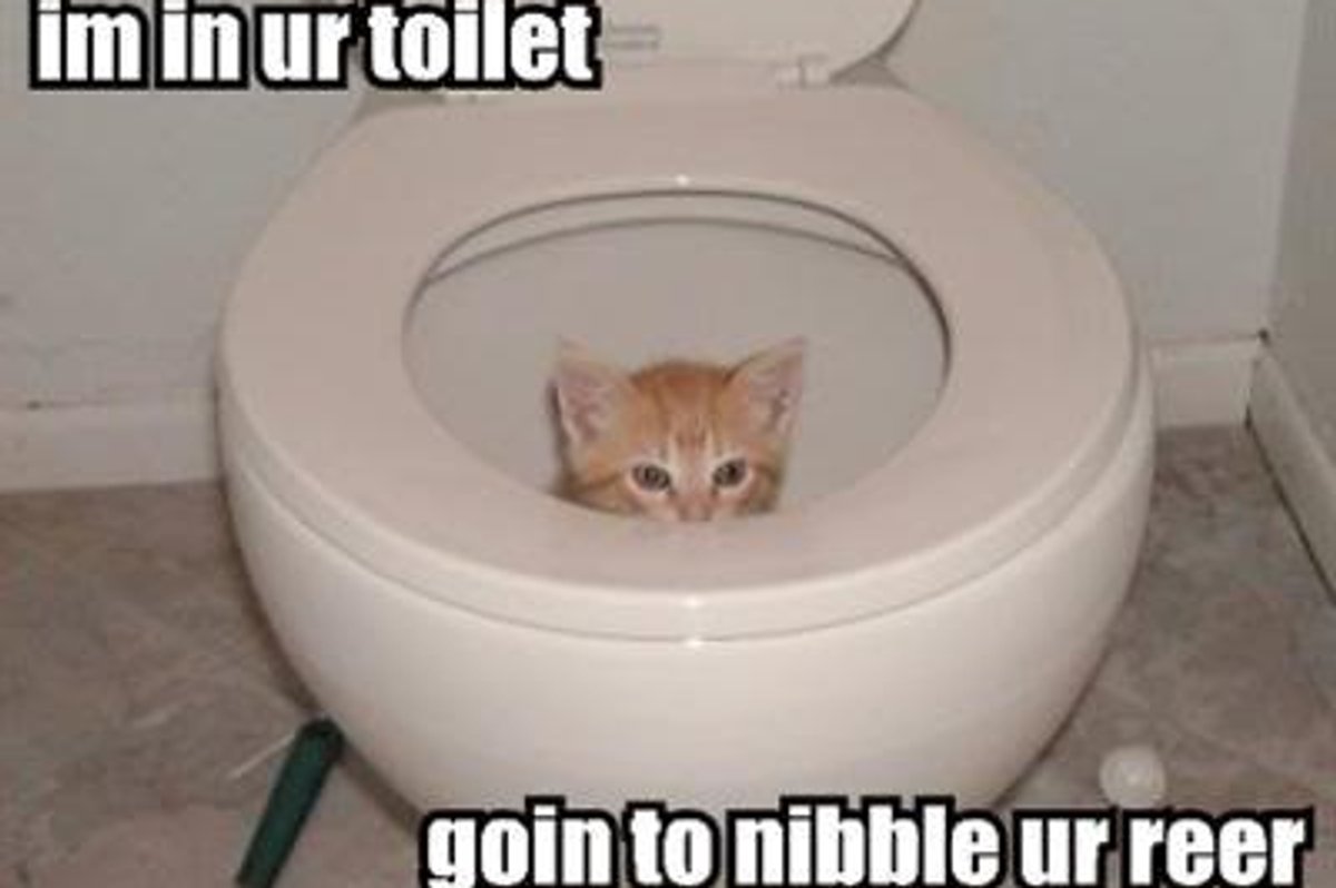 Cheezburger Time Bathroom Kitten Edition