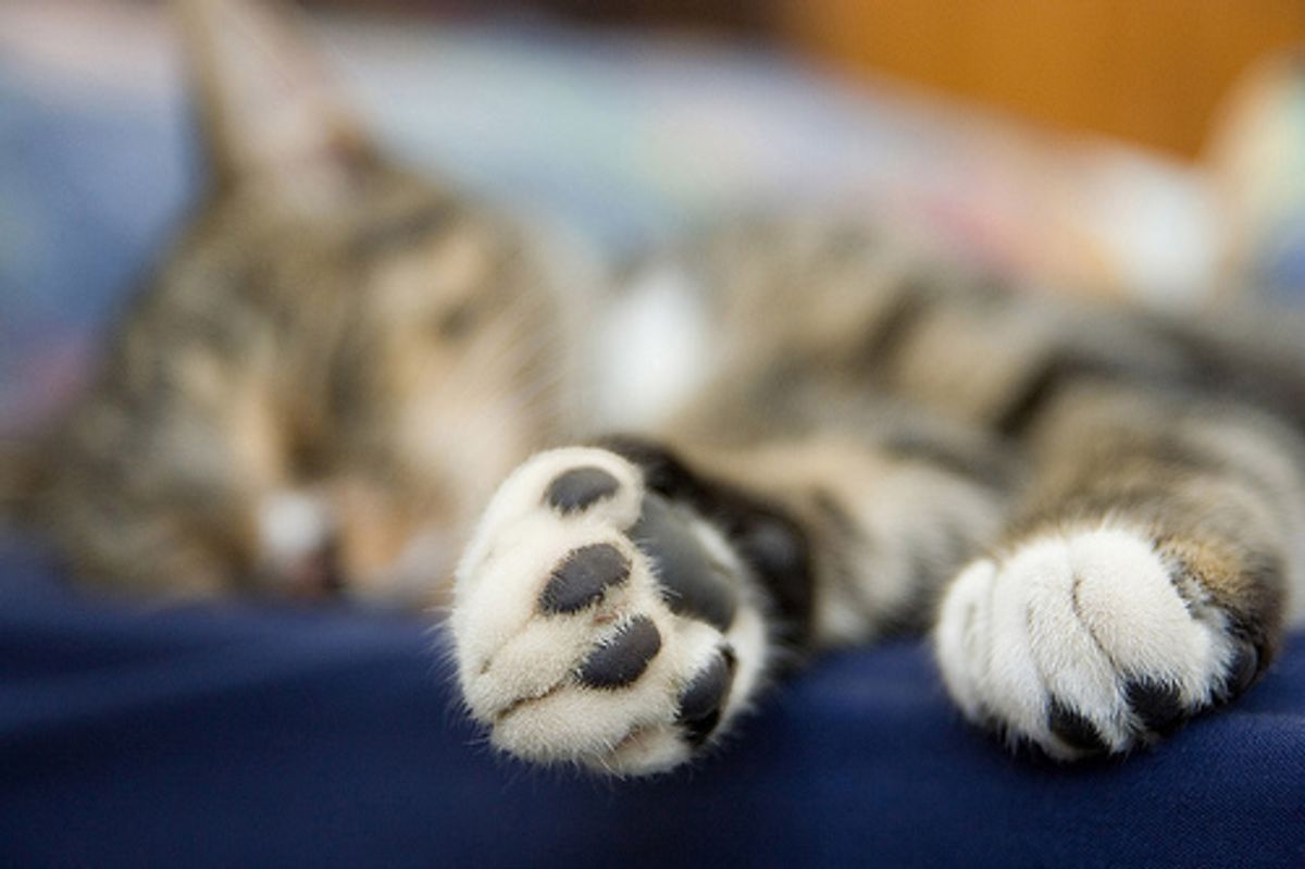 How to Trim a Resistant Cats Nails the Easy Way