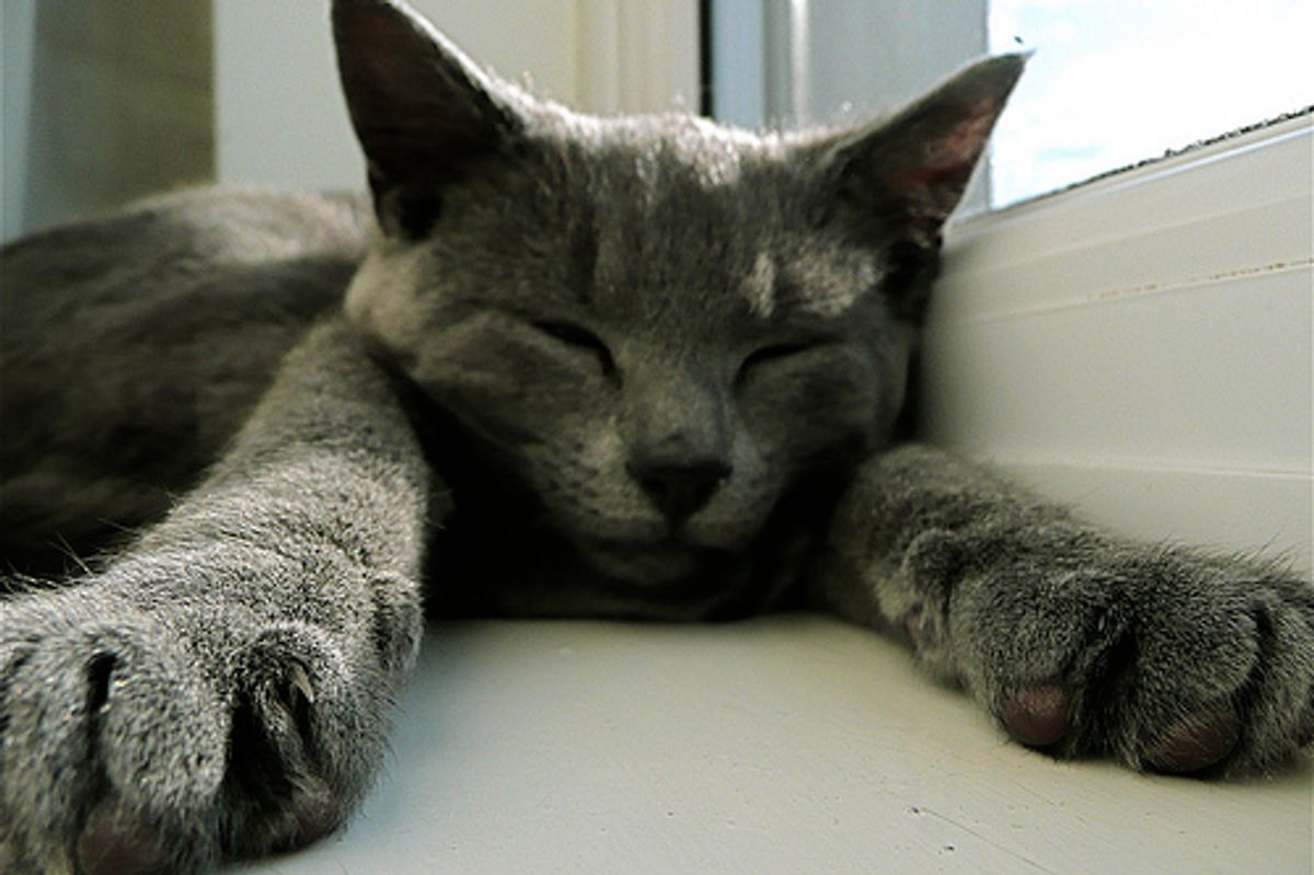 Sleepy Rhythmic Kitten Video