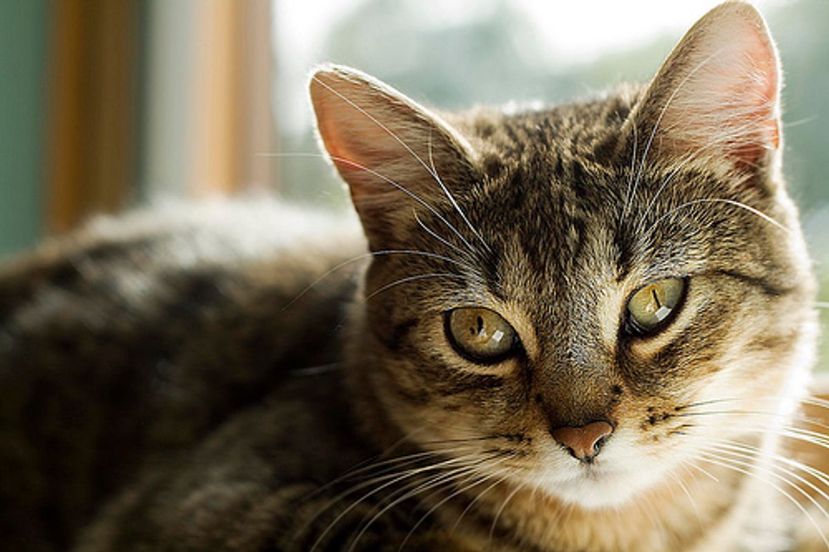 The Most Vocal Cat Video