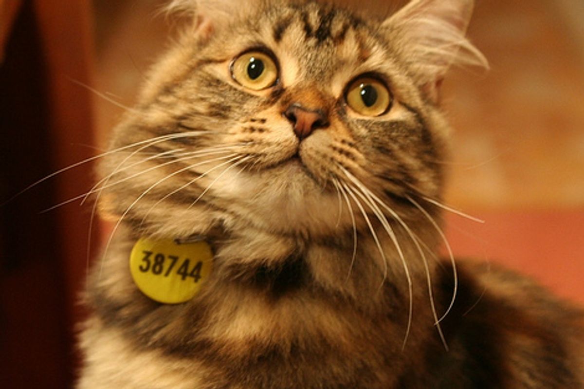 Video: Kitten Defensive Tail