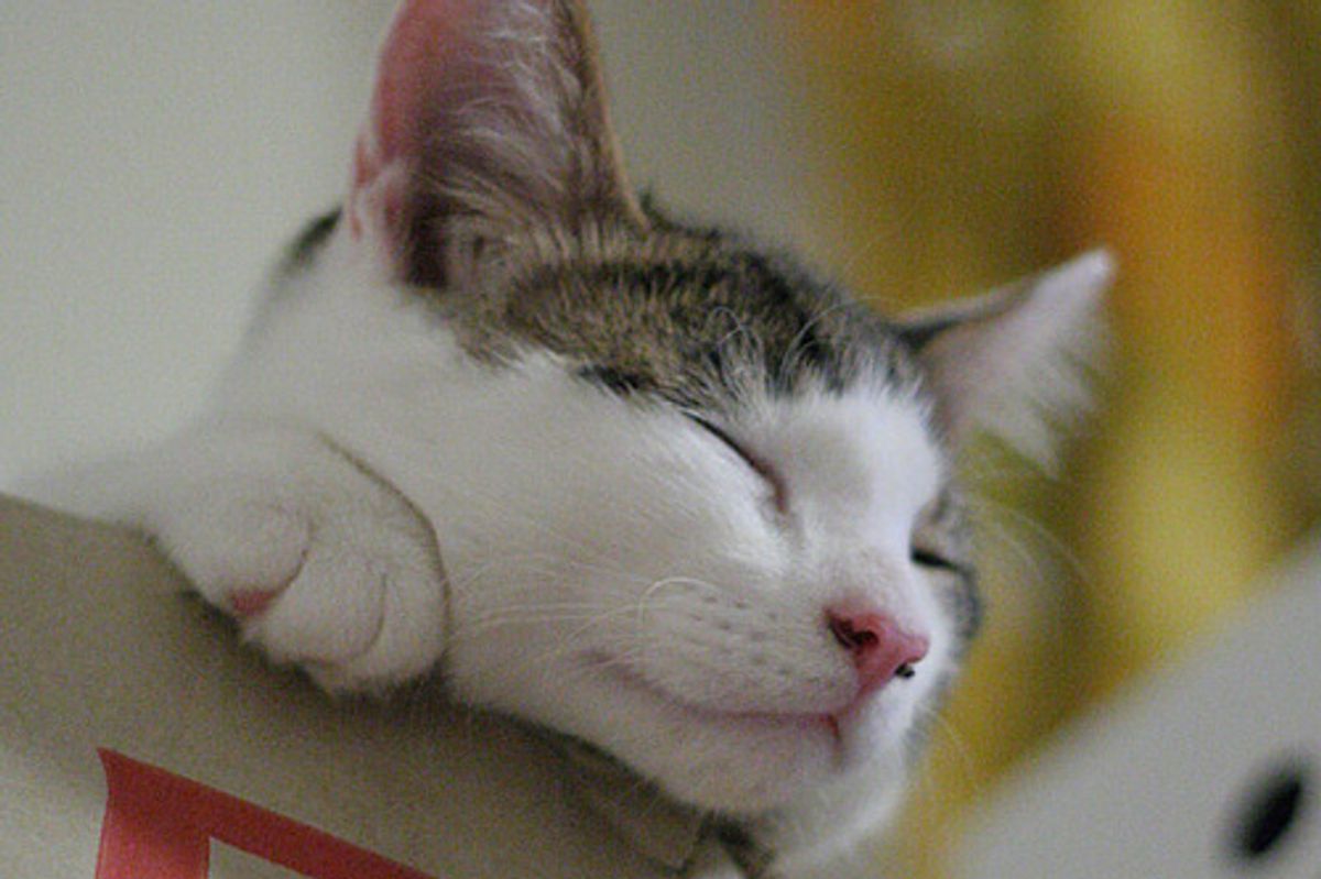 Video Kittens Love Boxes