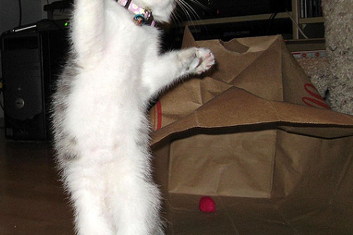 Cat Video Funny Dancing Kitten