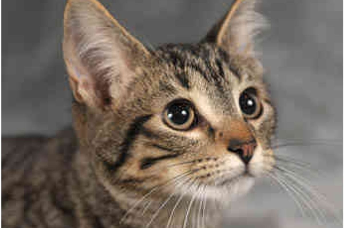 Cats That Looking for a Home to Be Thankful for