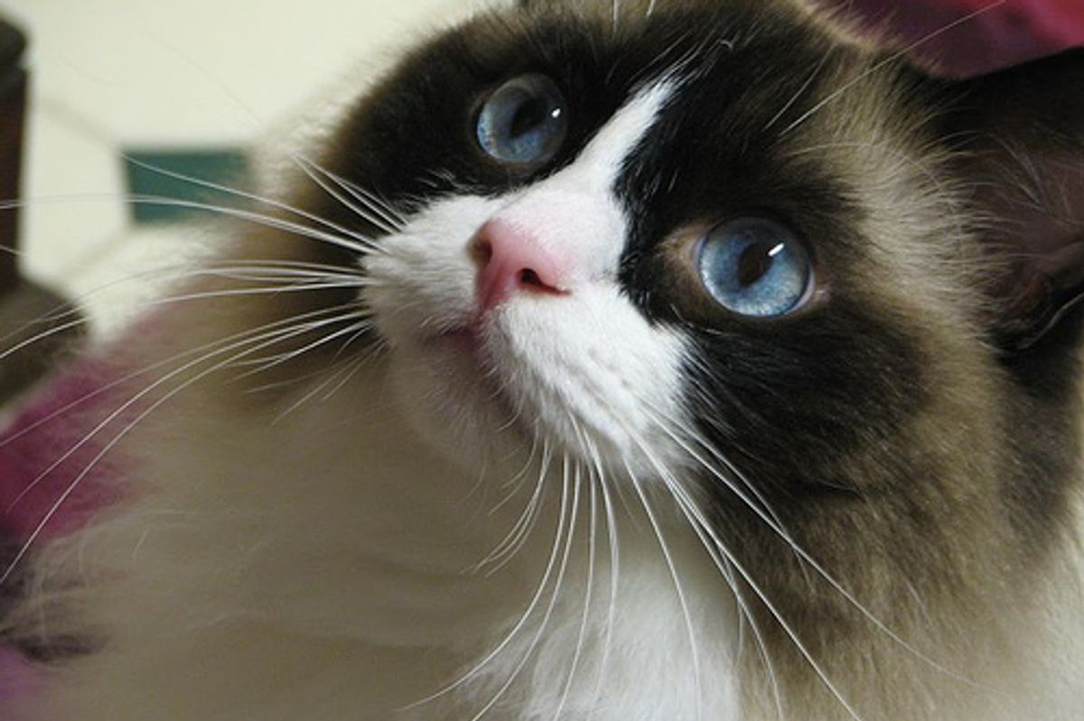 Video Maru the Cat Being Cautious
