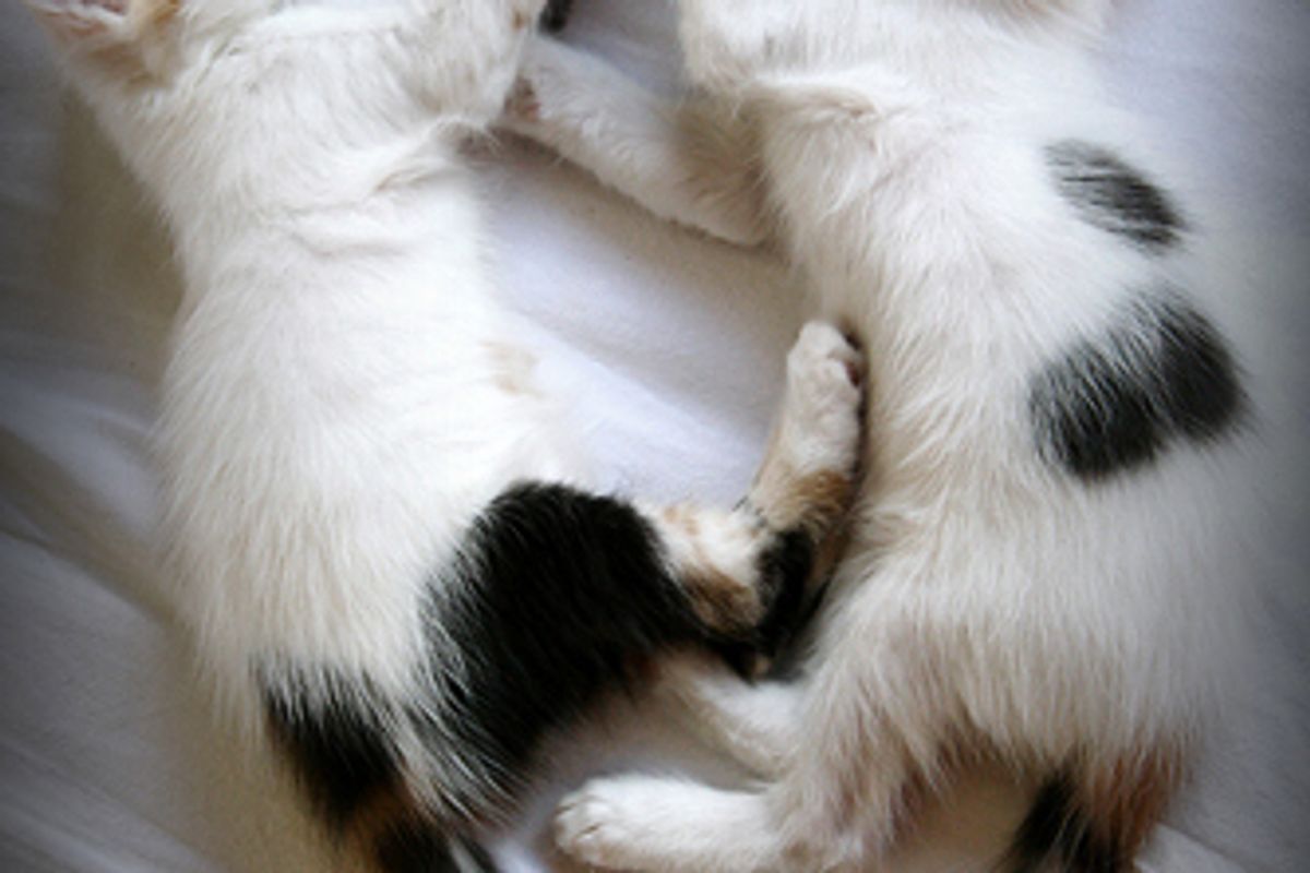 Cat Videos How to Choose and Train Your Human